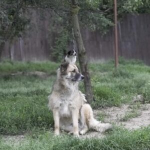 Asociatia Therapy Dogs and Cats