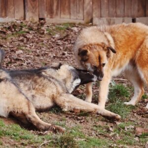 Asociatia Therapy Dogs and Cats