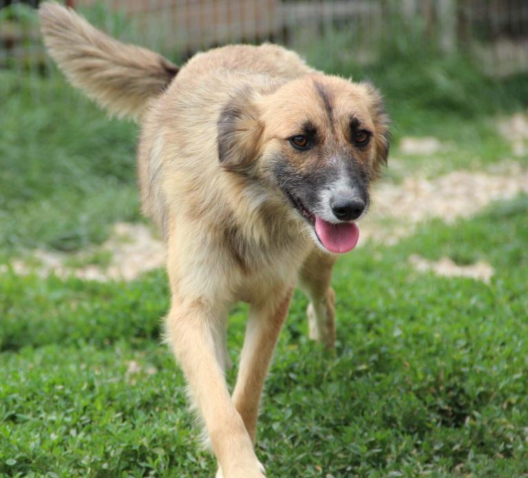 Uzuri - Asociatia Therapy Dogs & Cats