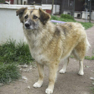 Asociatia Therapy Dogs and Cats