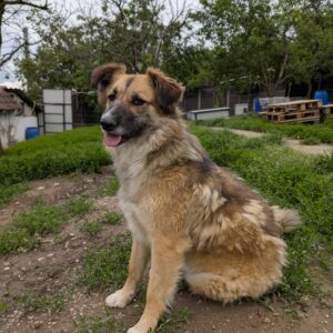 Asociatia Therapy Dogs and Cats