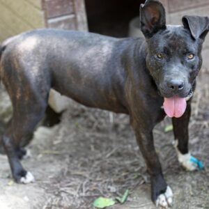 Asociatia Therapy Dogs and Cats