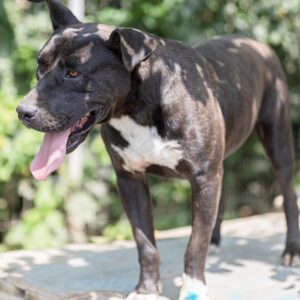 Asociatia Therapy Dogs and Cats