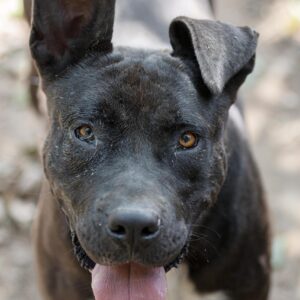 Asociatia Therapy Dogs and Cats