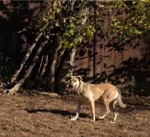 Asociatia Therapy Dogs and Cats Laura - Asociatia Therapy Dogs & Cats