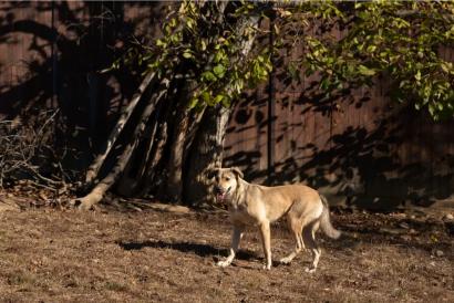 Laura – Asociatia Therapy Dogs & Cats Laura - Asociatia Therapy Dogs & Cats