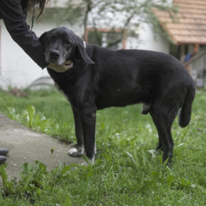 Asociatia Therapy Dogs and Cats