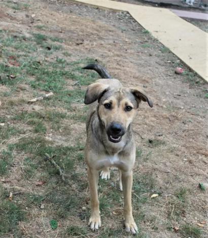 Laura – Asociatia Therapy Dogs & Cats Laura - Asociatia Therapy Dogs & Cats