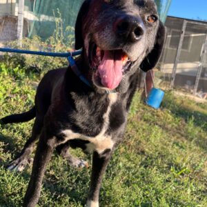 Asociatia Therapy Dogs and Cats