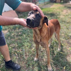 Asociatia Therapy Dogs and Cats Asociatia Therapy Dogs and Cats