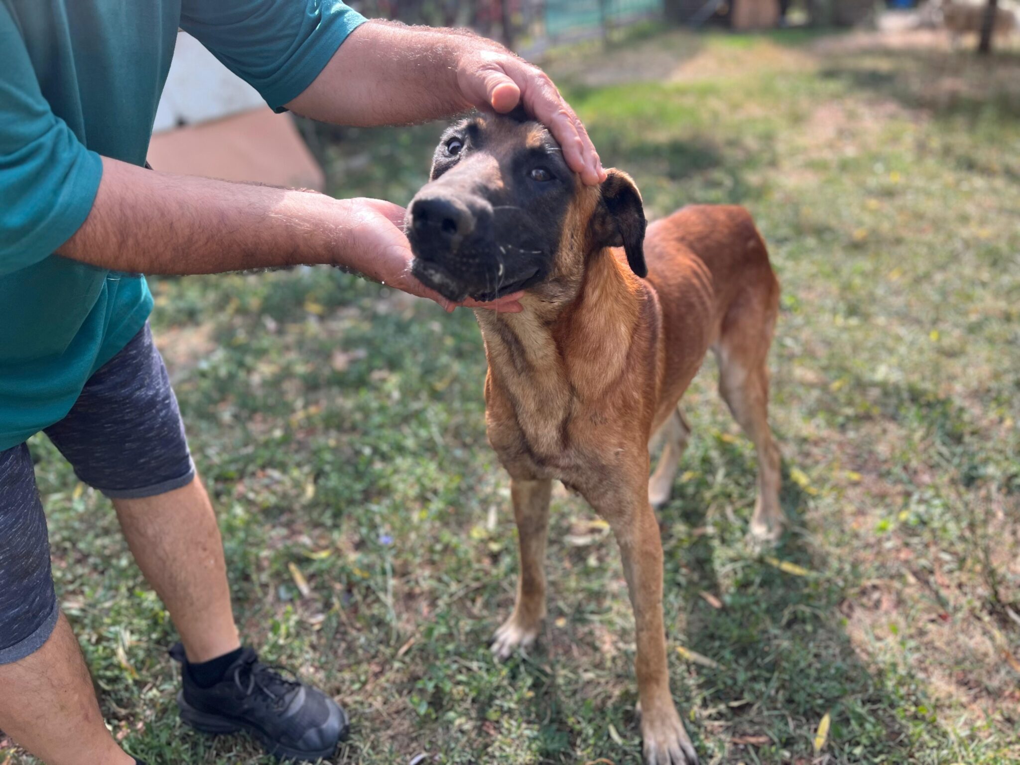 IMG-20241008-WA0068 Asociatia Therapy Dogs and Cats