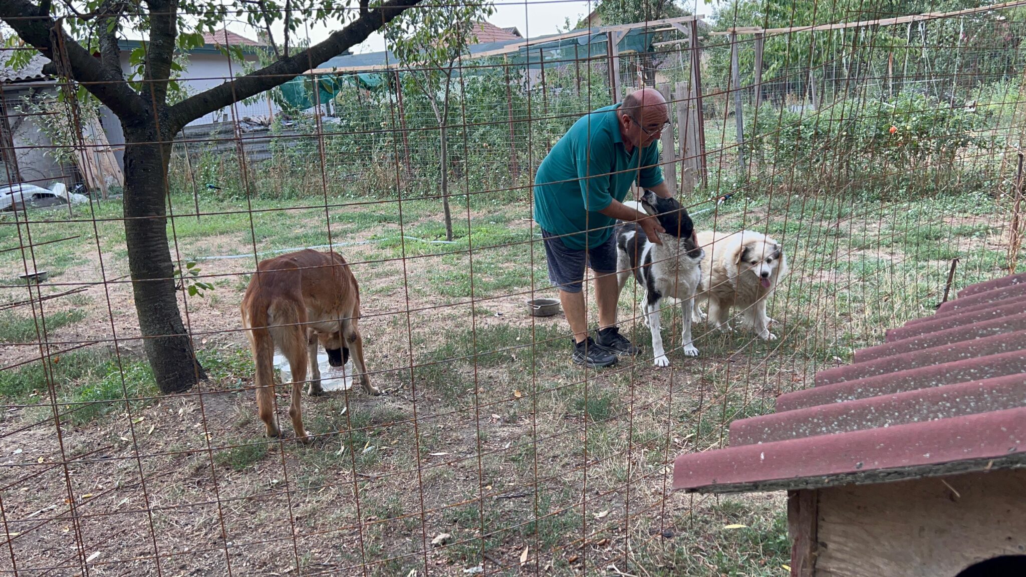 IMG-20241008-WA0082 Asociatia Therapy Dogs and Cats