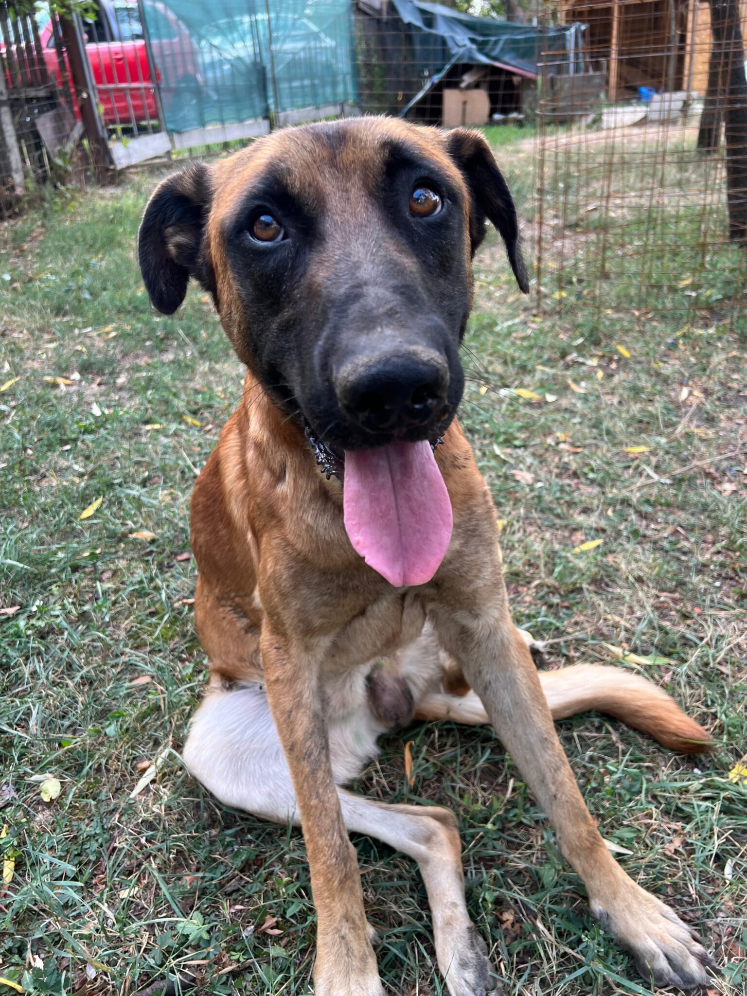 IMG-20241008-WA0161 Asociatia Therapy Dogs and Cats