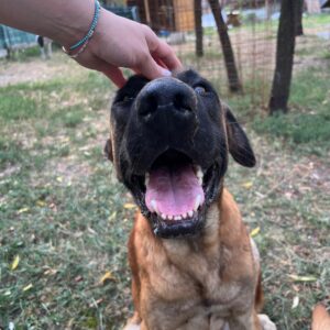 Asociatia Therapy Dogs and Cats Asociatia Therapy Dogs and Cats