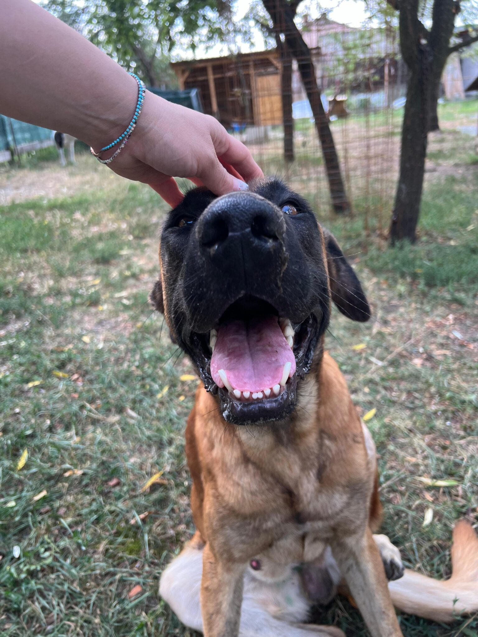 IMG-20241008-WA0209 Asociatia Therapy Dogs and Cats