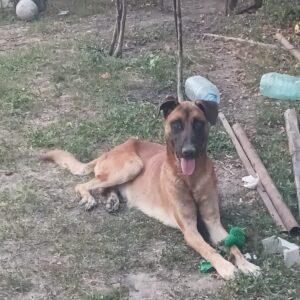 Asociatia Therapy Dogs and Cats Asociatia Therapy Dogs and Cats