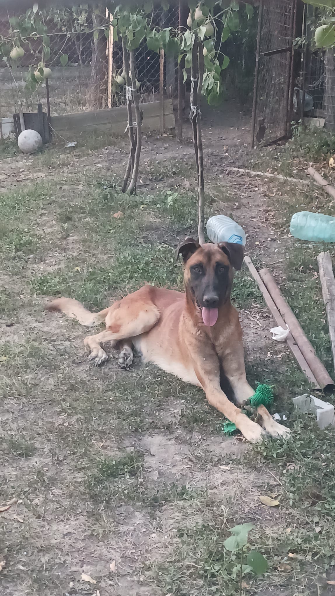 IMG-20241010-WA0051 Asociatia Therapy Dogs and Cats