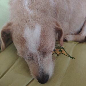 Asociatia Therapy Dogs and Cats