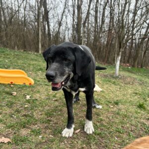 Asociatia Therapy Dogs and Cats