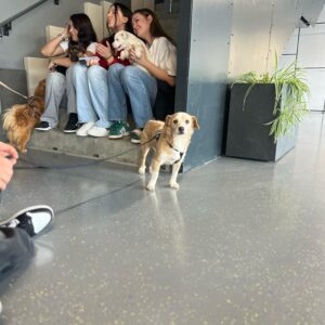 Asociatia Therapy Dogs and Cats