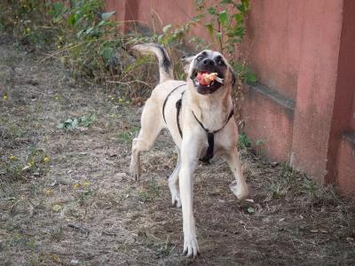 Cameo - Asociatia Therapy Dogs & Cats