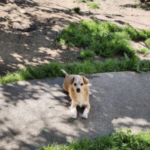 Asociatia Therapy Dogs and Cats