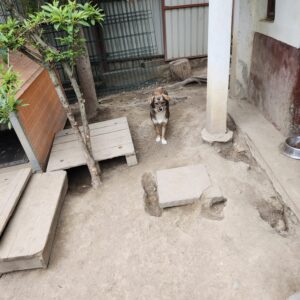 Asociatia Therapy Dogs and Cats