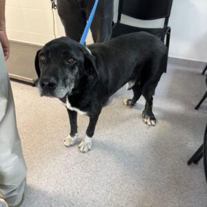 Asociatia Therapy Dogs and Cats Asociatia Therapy Dogs and Cats