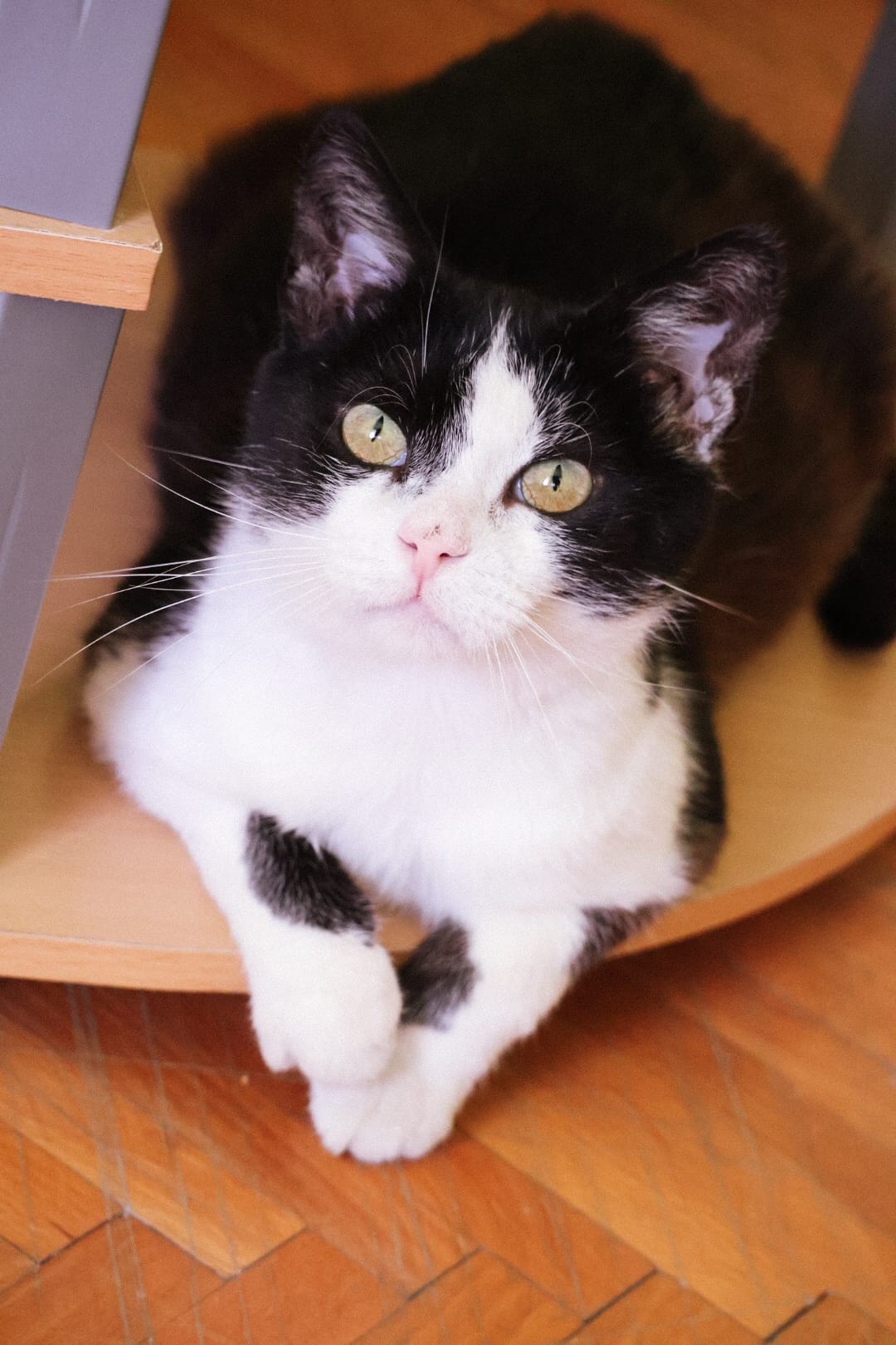 Asociatia Therapy Dogs and Cats Silver