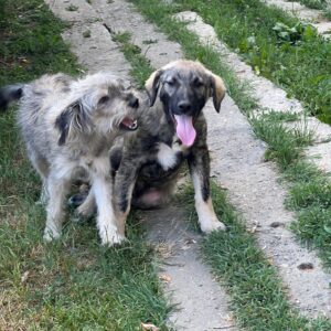 Asociatia Therapy Dogs and Cats