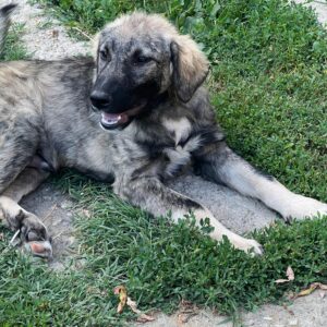 Asociatia Therapy Dogs and Cats