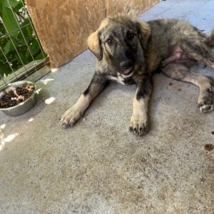 Asociatia Therapy Dogs and Cats