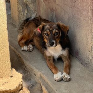 Asociatia Therapy Dogs and Cats