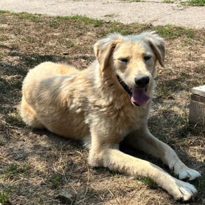 Asociatia Therapy Dogs and Cats Asociatia Therapy Dogs and Cats