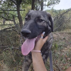 Asociatia Therapy Dogs and Cats