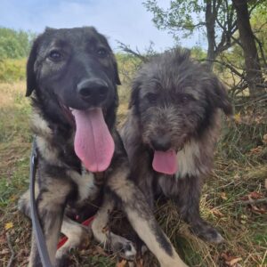 Asociatia Therapy Dogs and Cats