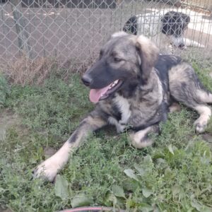 Asociatia Therapy Dogs and Cats