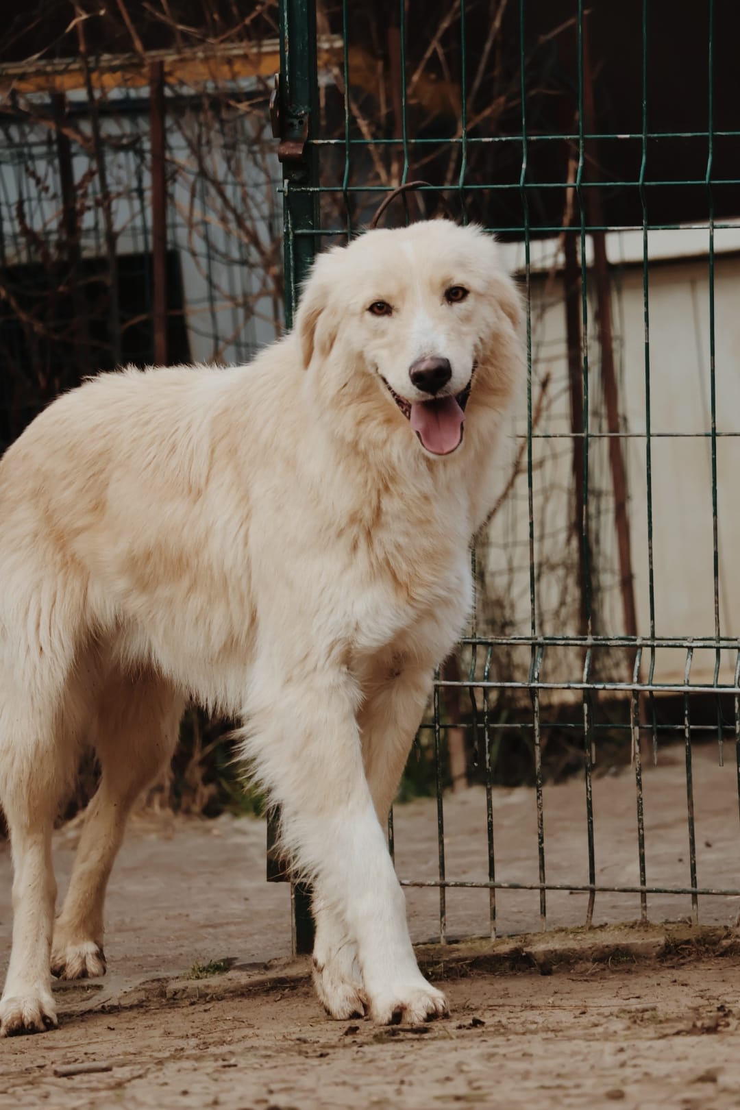 IMG-20251220-WA0200 Asociatia Therapy Dogs and Cats