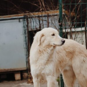 Asociatia Therapy Dogs and Cats Asociatia Therapy Dogs and Cats