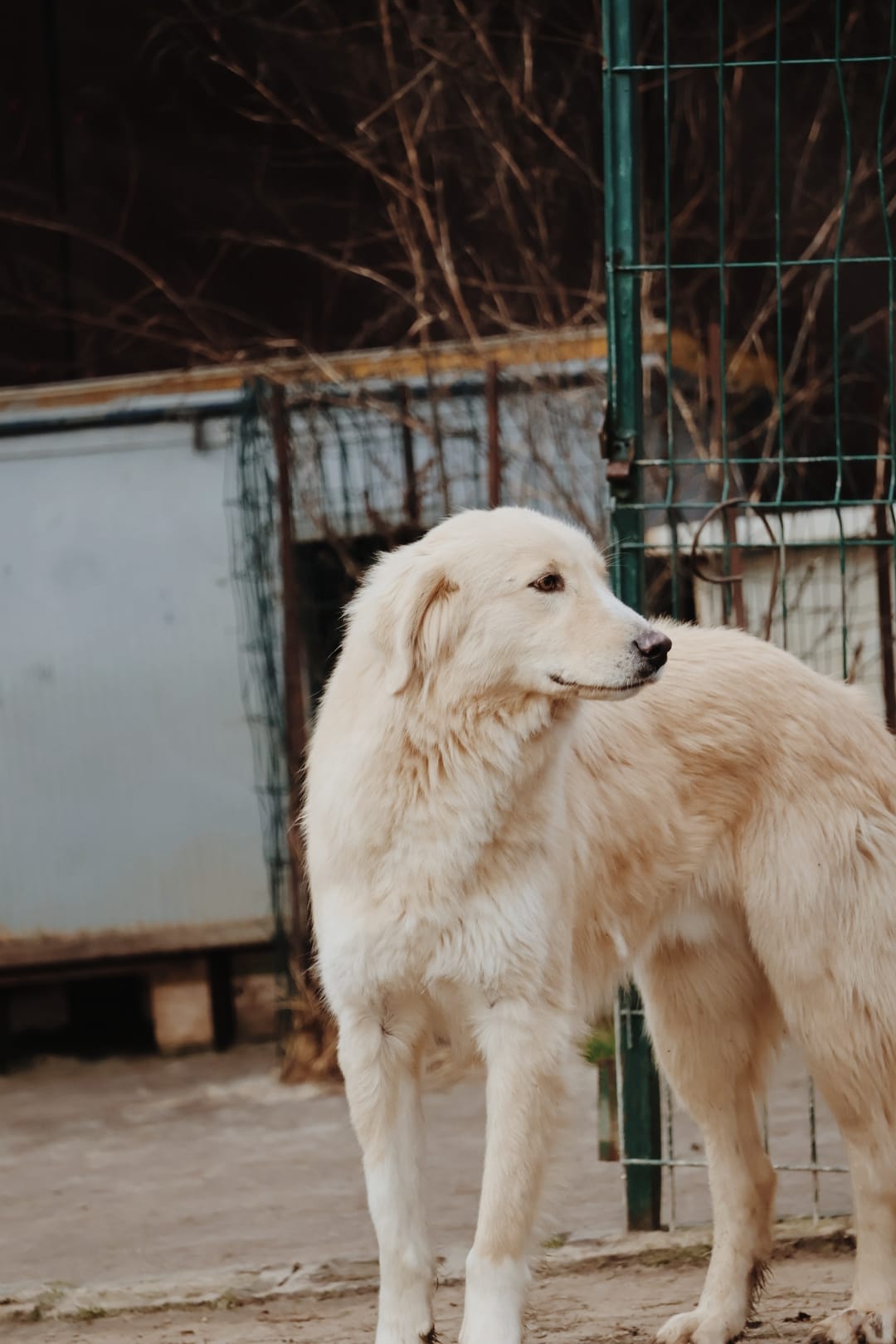 IMG-20251220-WA0202 Asociatia Therapy Dogs and Cats