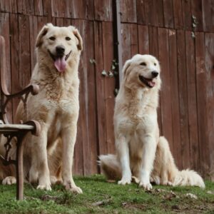 Asociatia Therapy Dogs and Cats Asociatia Therapy Dogs and Cats