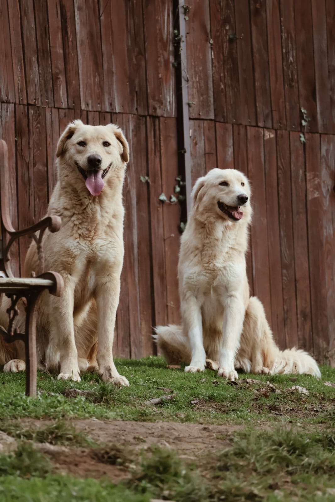 IMG-20251220-WA0209 Asociatia Therapy Dogs and Cats