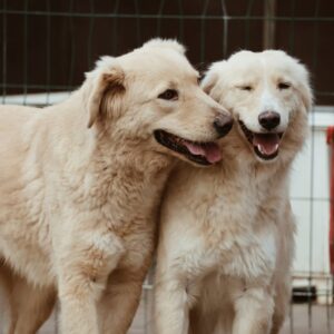 Asociatia Therapy Dogs and Cats Asociatia Therapy Dogs and Cats