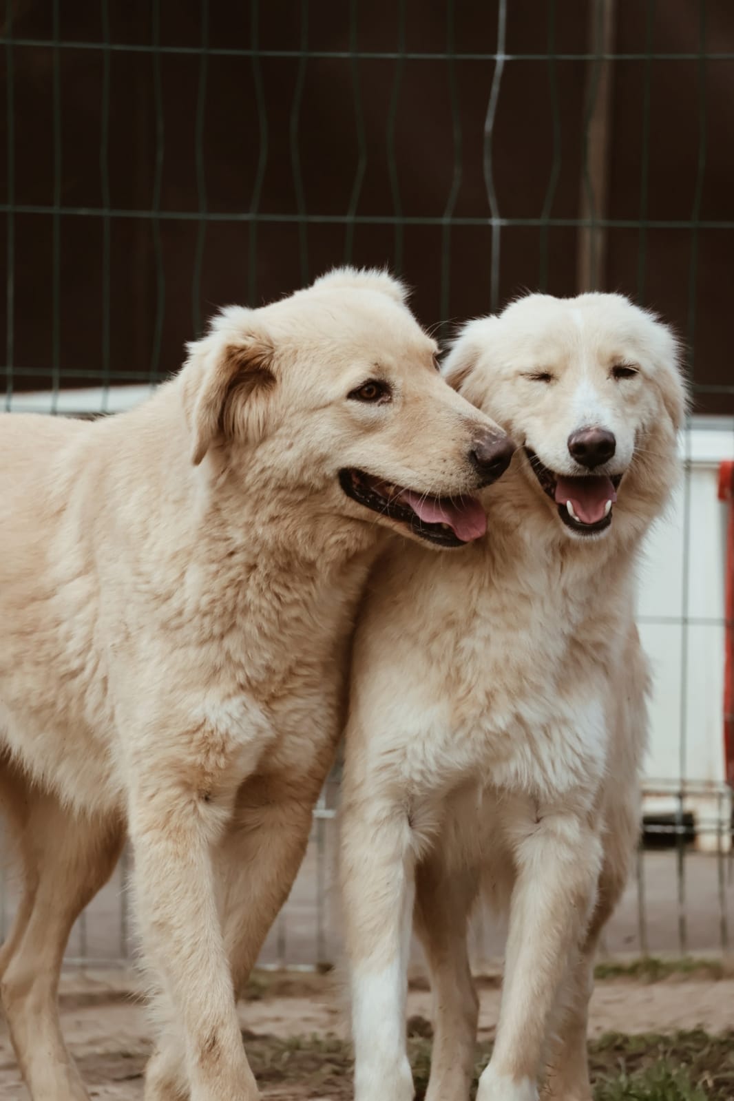 IMG-20251220-WA0210 Asociatia Therapy Dogs and Cats