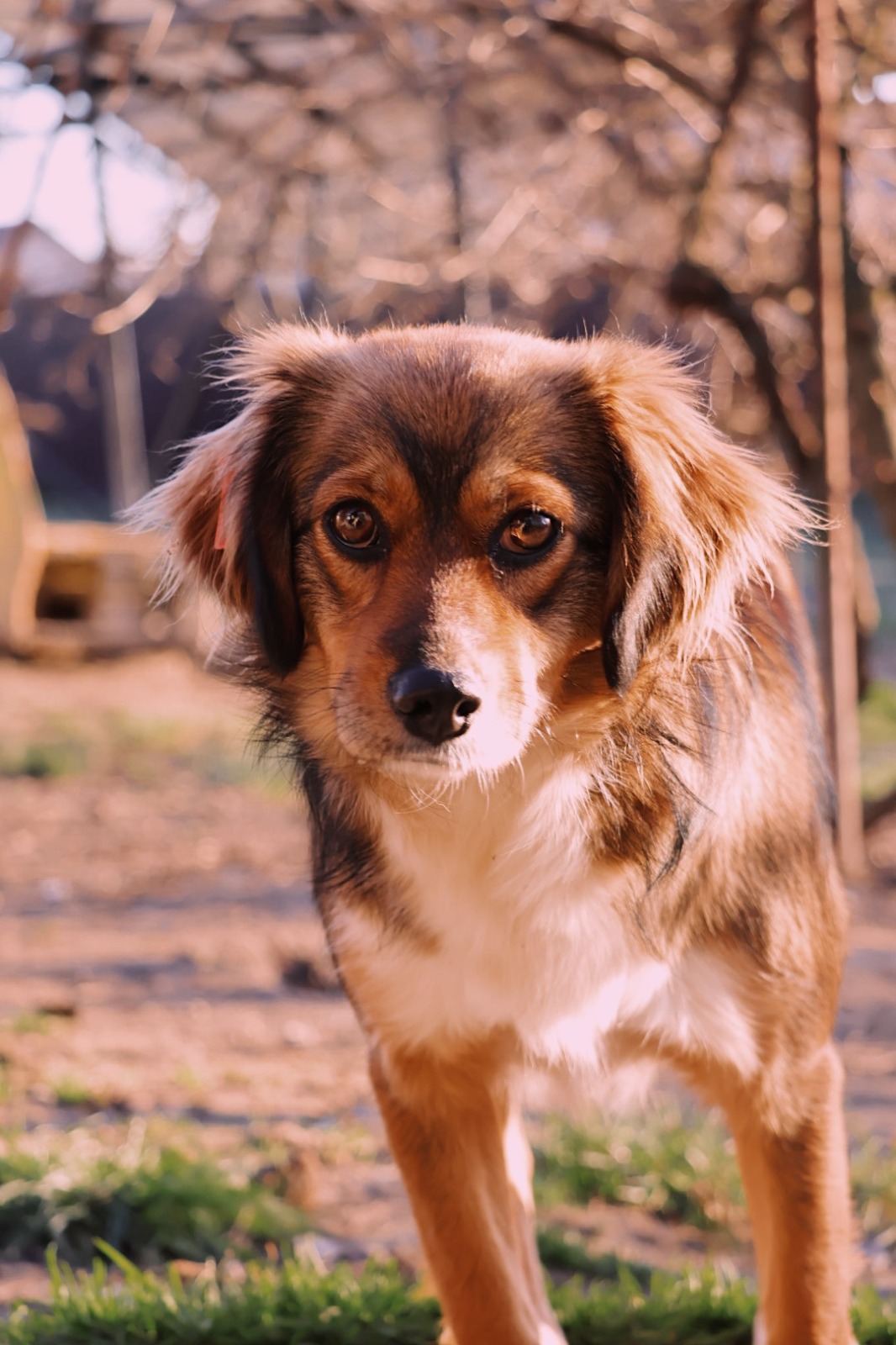 Asociatia Therapy Dogs and Cats Zhara