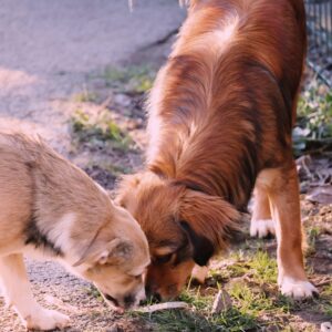 Asociatia Therapy Dogs and Cats