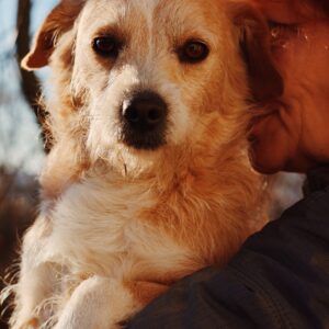 Asociatia Therapy Dogs and Cats
