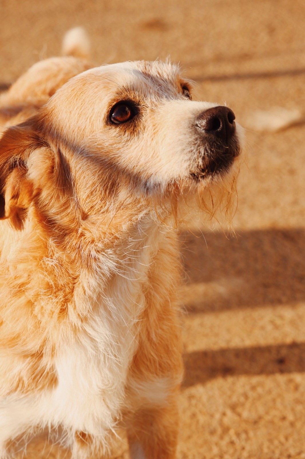 Asociatia Therapy Dogs and Cats Merlin