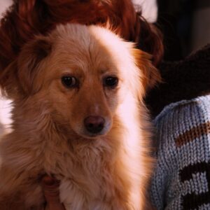 Asociatia Therapy Dogs and Cats