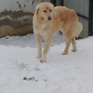 Asociatia Therapy Dogs and Cats Asociatia Therapy Dogs and Cats